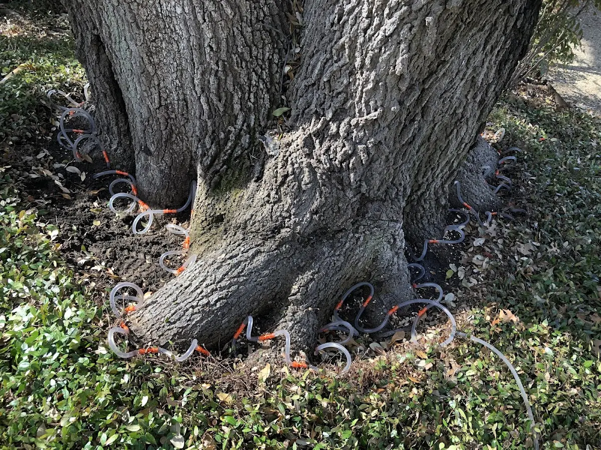 Detailed Tree Cabling and Bracing job site in Roosevelt